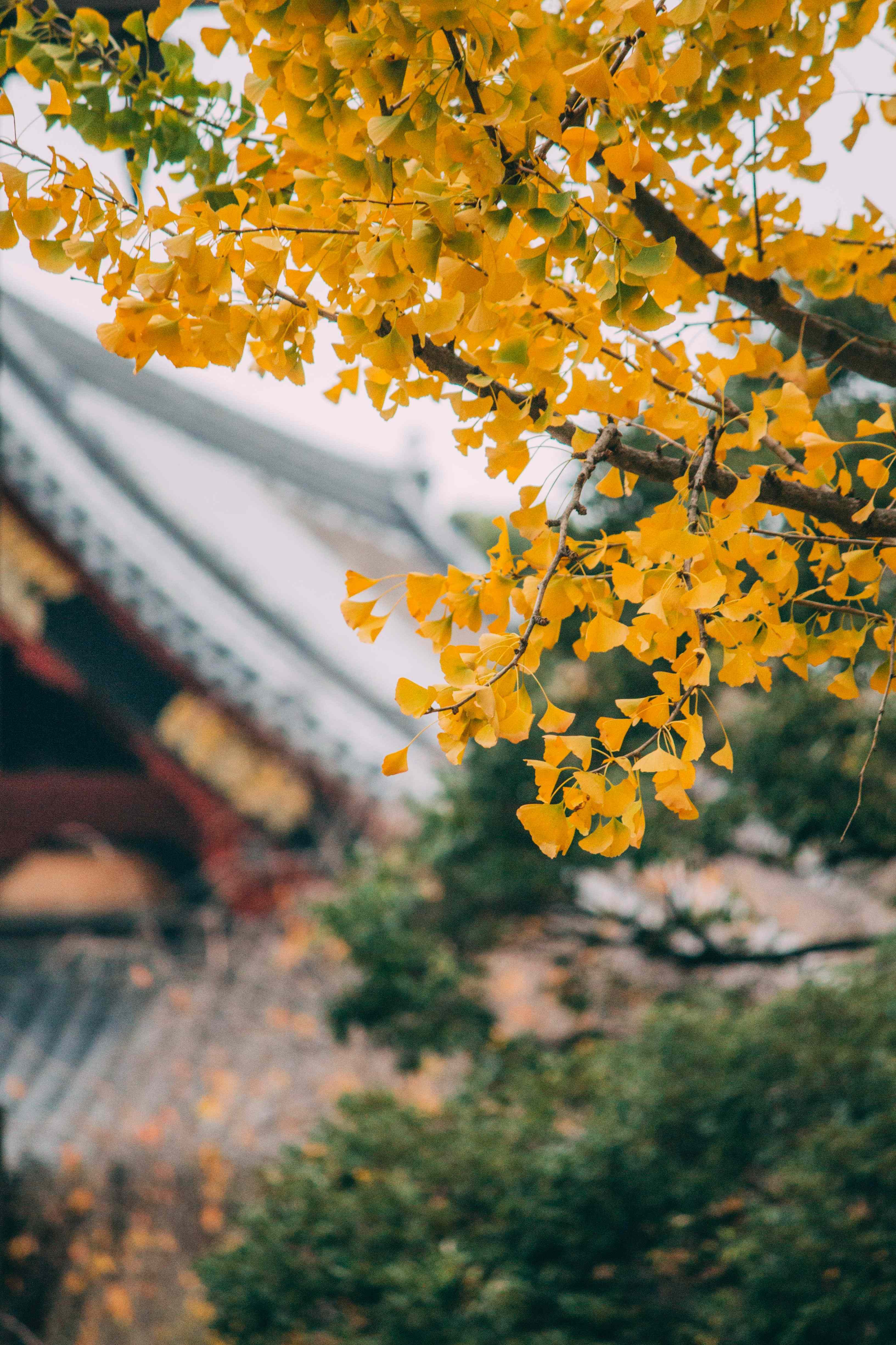 bannière ginko